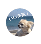 チワワとトイプーの日々（個別スタンプ：3）
