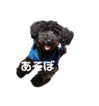 チワワとトイプーの日々（個別スタンプ：4）