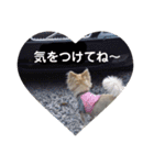 チワワとトイプーの日々（個別スタンプ：6）