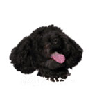 チワワとトイプーの日々（個別スタンプ：7）