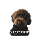 チワワとトイプーの日々（個別スタンプ：13）