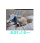 チワワとトイプーの日々（個別スタンプ：16）