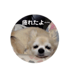 チワワとトイプーの日々（個別スタンプ：17）