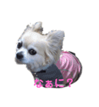 チワワとトイプーの日々（個別スタンプ：18）