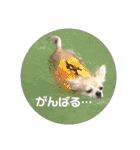 チワワとトイプーの日々（個別スタンプ：20）