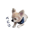 チワワとトイプーの日々（個別スタンプ：24）