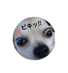 チワワとトイプーの日々（個別スタンプ：30）