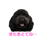 チワワとトイプーの日々（個別スタンプ：32）