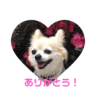 チワワとトイプーの日々（個別スタンプ：34）