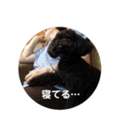 チワワとトイプーの日々（個別スタンプ：39）