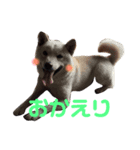 Pretty DOG @Sa4（個別スタンプ：1）