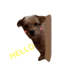 Pretty DOG @Sa4（個別スタンプ：3）