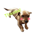 Pretty DOG @Sa4（個別スタンプ：4）