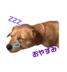 Pretty DOG @Sa4（個別スタンプ：5）