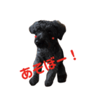 Pretty DOG @Sa4（個別スタンプ：6）