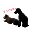 Pretty DOG @Sa4（個別スタンプ：7）