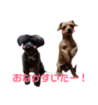 Pretty DOG @Sa4（個別スタンプ：8）