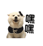 日本スピッツLulu（個別スタンプ：1）