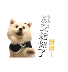 日本スピッツLulu（個別スタンプ：2）