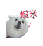 日本スピッツLulu（個別スタンプ：4）