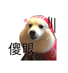 日本スピッツLulu（個別スタンプ：6）