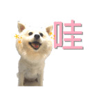 日本スピッツLulu（個別スタンプ：8）