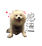 日本スピッツLulu（個別スタンプ：9）
