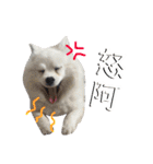 日本スピッツLulu（個別スタンプ：12）
