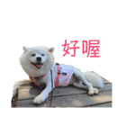日本スピッツLulu（個別スタンプ：13）