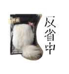 日本スピッツLulu（個別スタンプ：17）