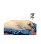 日本スピッツLulu（個別スタンプ：18）