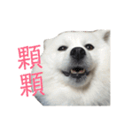 日本スピッツLulu（個別スタンプ：19）