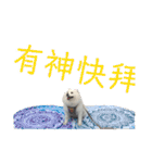日本スピッツLulu（個別スタンプ：29）