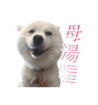 日本スピッツLulu（個別スタンプ：30）