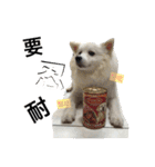 日本スピッツLulu（個別スタンプ：32）