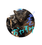 どうぶつの頷き（個別スタンプ：6）