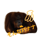 どうぶつの頷き（個別スタンプ：37）
