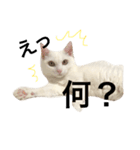 うちのアルたん（個別スタンプ：2）