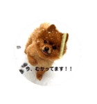 ポメラニアンのマムさん❤️（個別スタンプ：3）