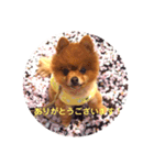 ポメラニアンのマムさん❤️（個別スタンプ：4）