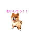 ポメラニアンのマムさん❤️（個別スタンプ：6）