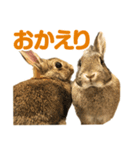 もこぴょんスタンプ（個別スタンプ：1）