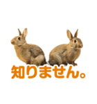 もこぴょんスタンプ（個別スタンプ：4）