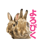 もこぴょんスタンプ（個別スタンプ：5）