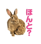 もこぴょんスタンプ（個別スタンプ：6）