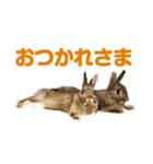 もこぴょんスタンプ（個別スタンプ：7）
