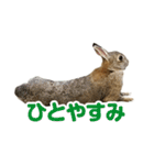 もこぴょんスタンプ（個別スタンプ：8）