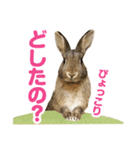 もこぴょんスタンプ（個別スタンプ：9）