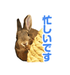 もこぴょんスタンプ（個別スタンプ：10）