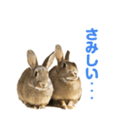 もこぴょんスタンプ（個別スタンプ：13）